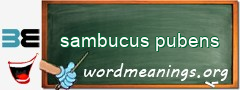 WordMeaning blackboard for sambucus pubens